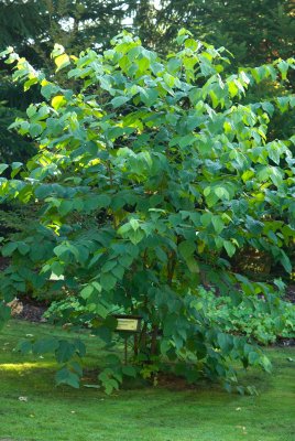 Hovenia dulcis - dužistopka sladká - celek